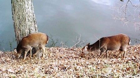 026荒池の畔の鹿の親子 B.jpg