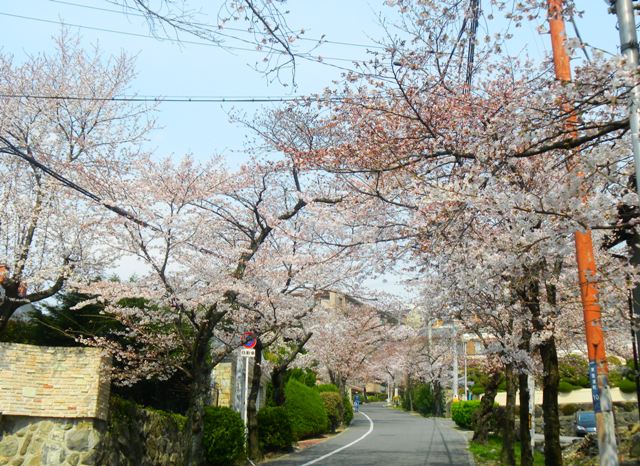 枚岡公園への桜並木の坂道 (2).JPG