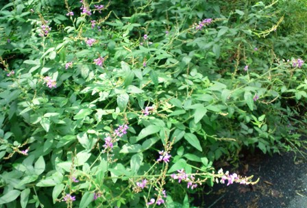 ヌスビトハギ (2).jpg