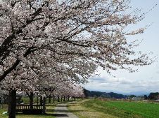 20100413やっときた桜前線.jpg
