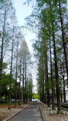 鶴見緑地・メタセコイア並木.JPG