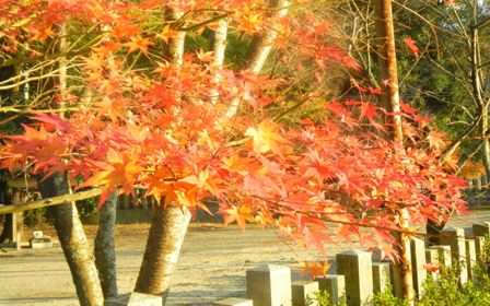 金山彦神社 ・紅葉 - コピー.JPG