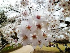 20110407後楽園の桜.jpg