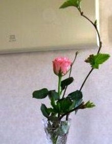 20100224きイチゴと薔薇.jpg