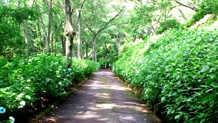 アジサイ・ぬかた園地あじさい園 (4).jpg