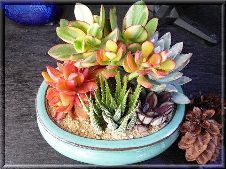 20100207多肉植物.jpg