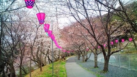 日下池の桜.JPG