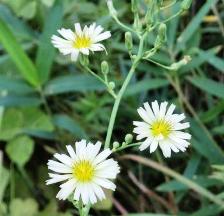 20110930アキノノゲシ（秋の野芥子）.jpg