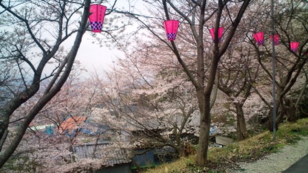 日下池の桜 (2).JPG