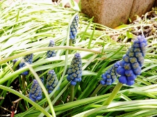 20110426ムスカリ.jpg