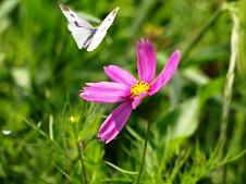 2009.6.1.早咲きのコスモス襲ふ夏の蝶.jpg