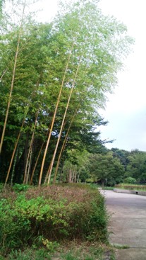 竹林・鶴見緑地.jpg