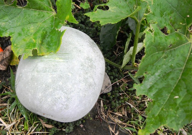 冬瓜.JPG