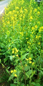 奈良自転車道の辺の菜の花.JPG