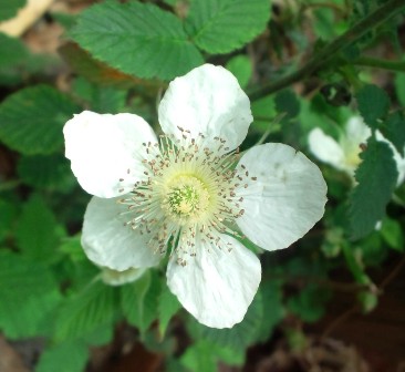 野苺の花 (3).JPG