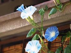 牽牛花ぐんぐん伸びて軒を越ゆ.jpg