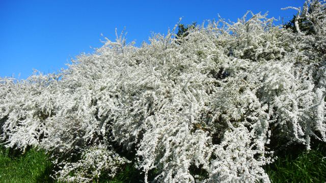 星田妙見付近の道の辺のユキヤナギ (2).JPG