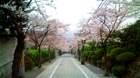 石切桜坂.JPG
