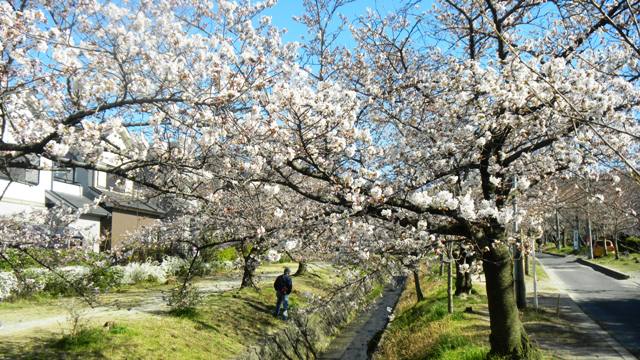 妙見川の桜.JPG