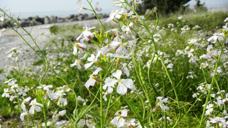 ハマダイコン .JPG