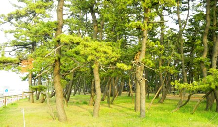 常願寺川からの自転車道 (2).JPG