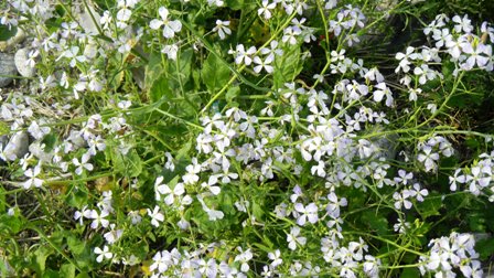 ハマダイコン  (2).JPG