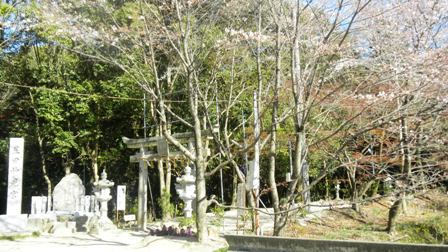 妙見川の桜 (2).JPG