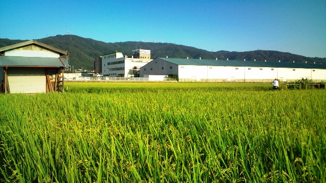 稲田・東大阪市加納付近.jpg