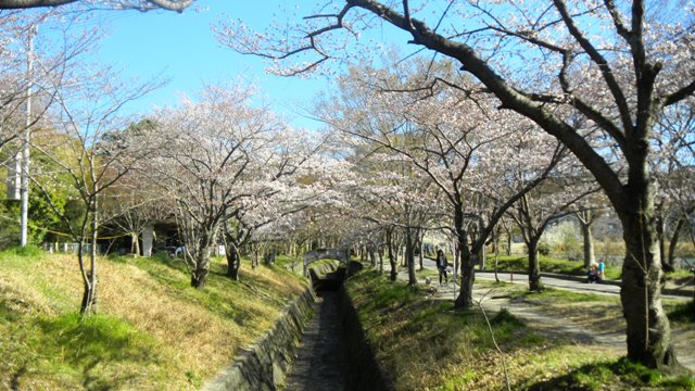 妙見川の桜 (3).JPG