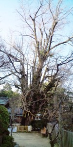 一言主神社 (7).JPG