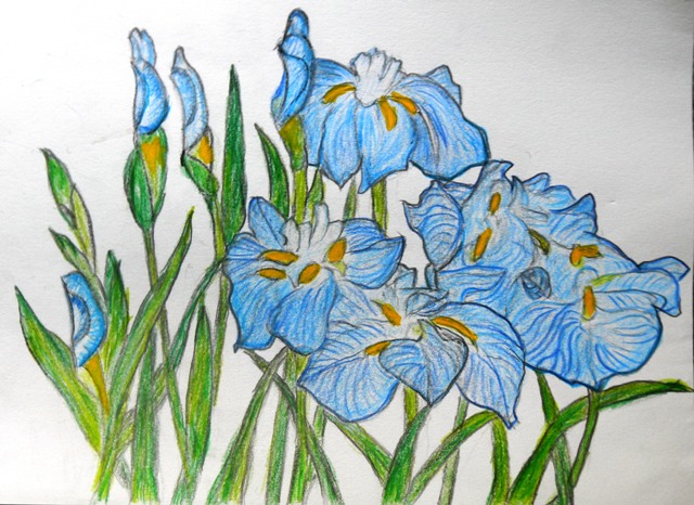 花菖蒲Ｂ (2).JPG