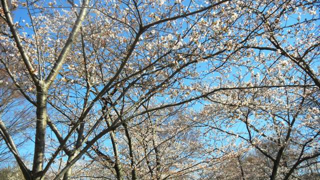 妙見川の桜 (4).JPG