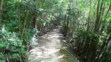 25円成寺から峠の茶屋への道 (2).JPG