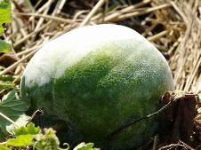 20091023冬瓜の強さの秘密シトルリン.jpg