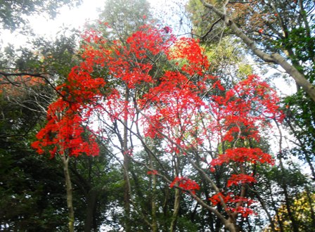 星田妙見宮 の紅葉Ｂ.JPG