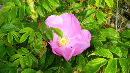 ハマナス  (2).JPG