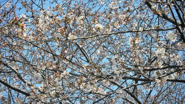 花園公園の桜 (2).JPG