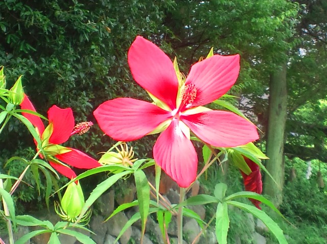 モミジアオイ（紅葉葵、学名：Hibiscus coccineus）.jpg