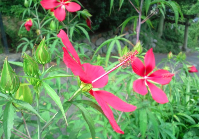 モミジアオイ（紅葉葵、学名：Hibiscus coccineus） (2).jpg