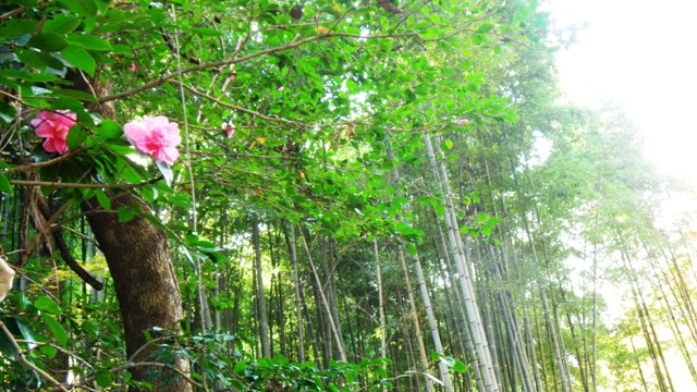 山茶花も (2).JPG