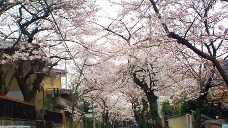 石切桜坂 (2).JPG