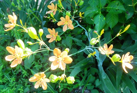 ヒオウギ (2).JPG