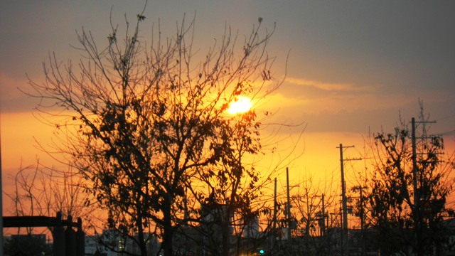 花園公園夕日.JPG