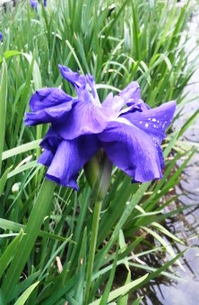 ハナショウブ (2).JPG