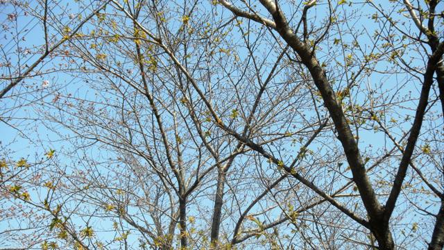 花園公園の桜.JPG