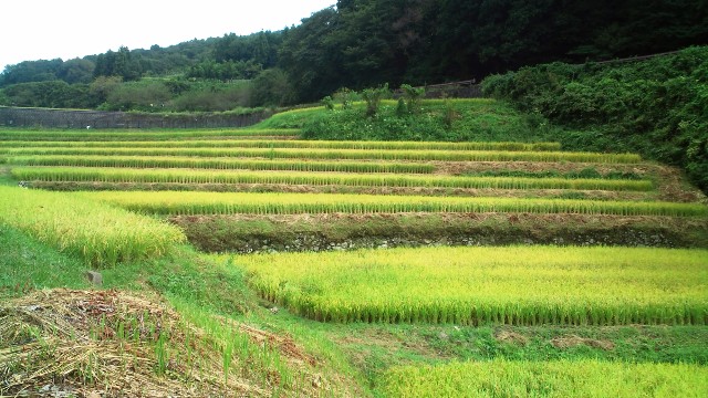 暗峠の棚田（大阪府側）.jpg