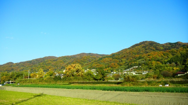 紅葉の山・八尾市楽音寺付近.JPG