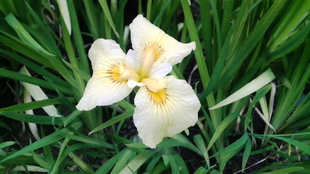 ハナショウブ (5).JPG