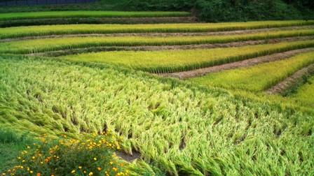 暗峠の棚田(大阪府側) (2).jpg