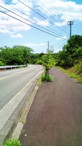 登茂山（ともやま）への道 (3).jpg